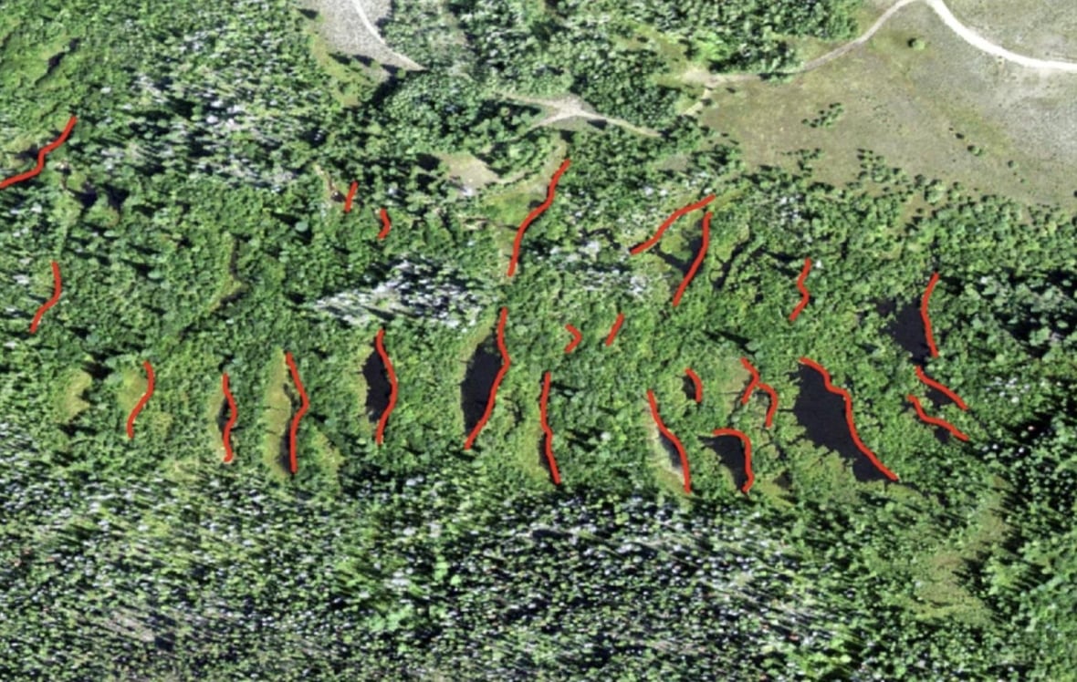 How beavers could help fight wildfires