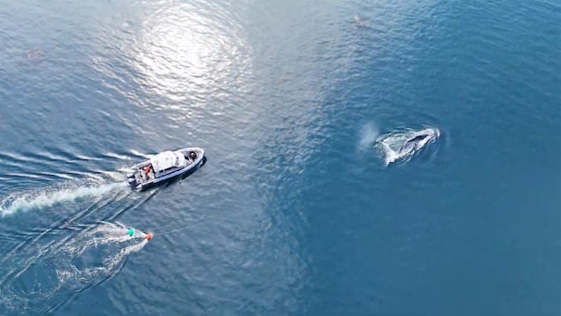 How plastic fishing gear waste is being recycled into patio furniture â for now