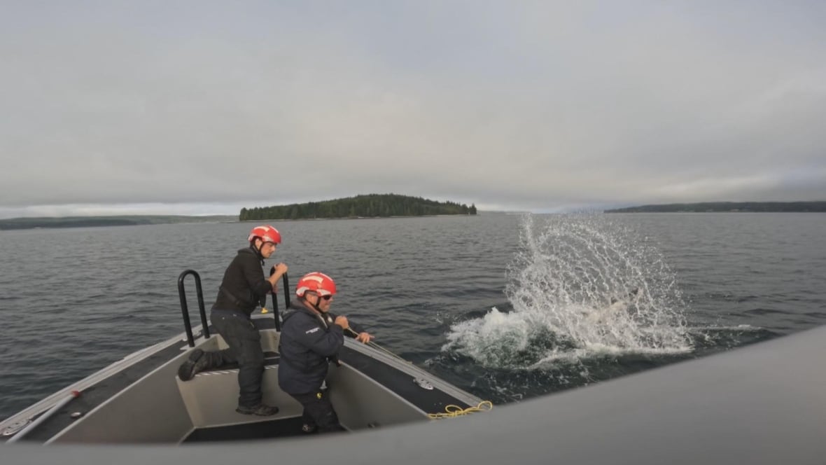 Humpback whale tangled in fishing gear on B.C.'s coast freed after 3-day rescue