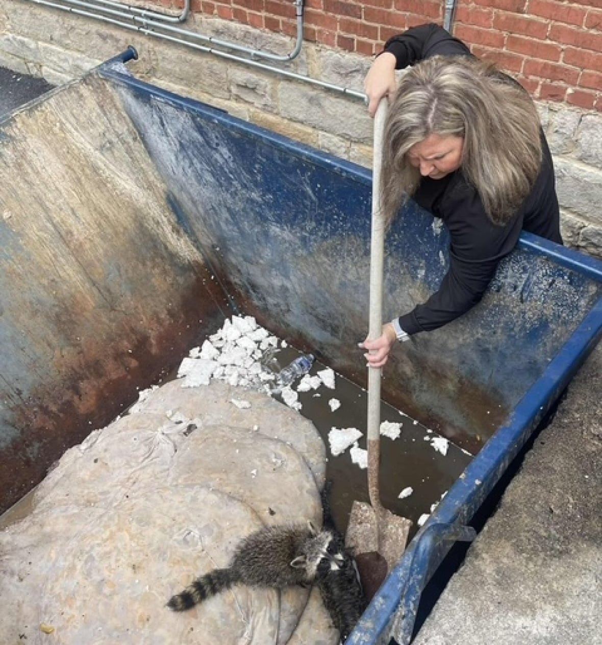 Kentucky nurse gives CPR to drunk baby raccoon trapped in a dumpster