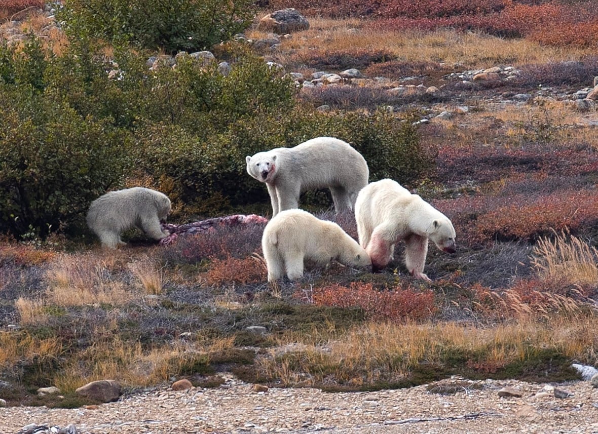 Labrador visitor gets front row seat to fight between black bear and polar bear