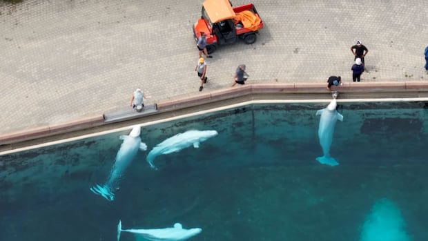 Marineland asks federal government for permission to export remaining belugas