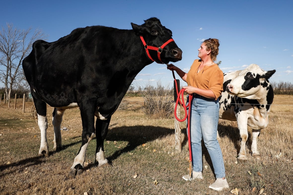 Meet Beef: a mega-sized Albertan steer with a record-breaking height