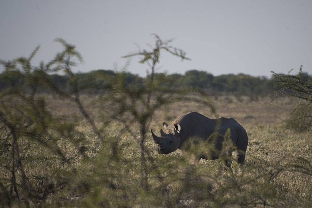 Namibia's Etosha National Park, home to critically endangered black rhino, engulfed in huge fire