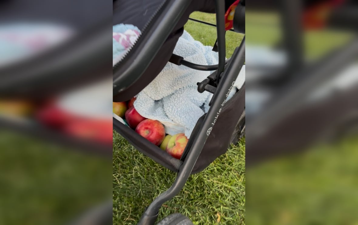 Ontario orchard bans strollers, wagons and backpacks after some 500 pounds of apples stolen