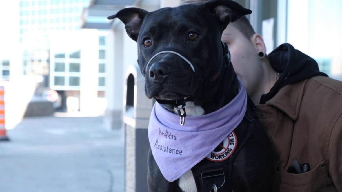 Quebec woman denied housing over service dog wins tribunal case