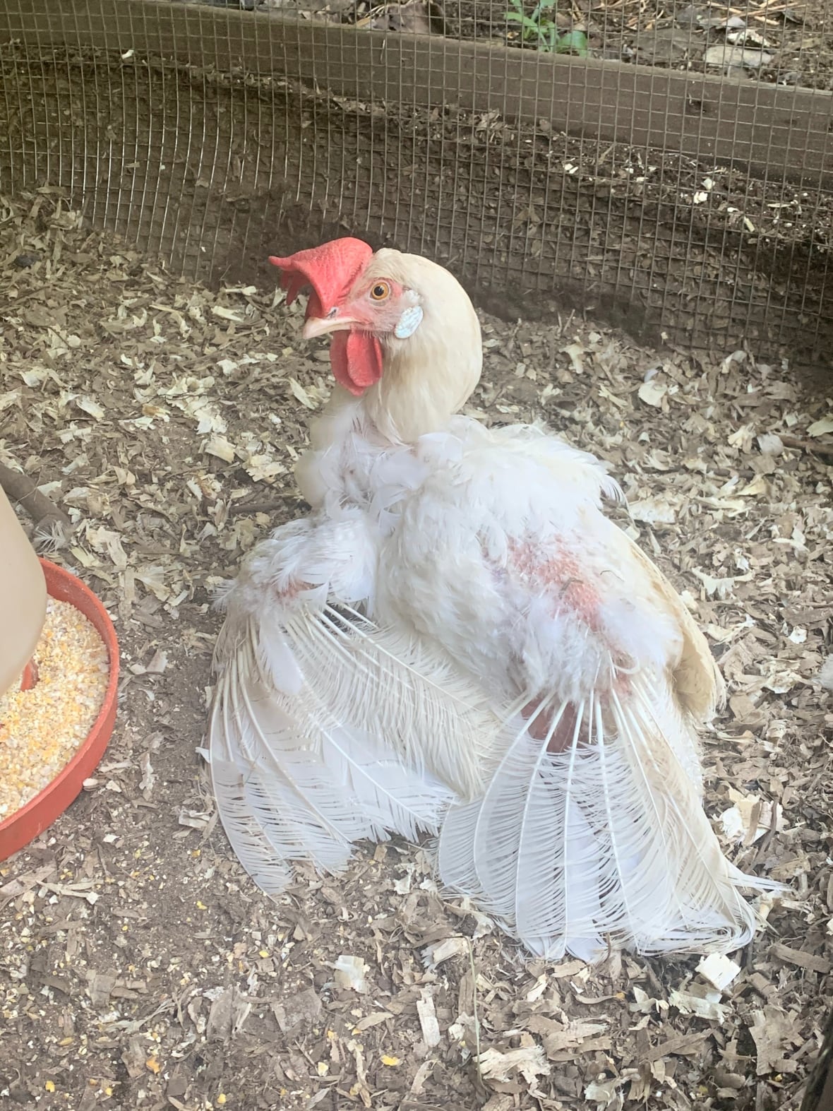 Sometimes a relationship will change you. For me, it was with 3 scraggly, white backyard chickens