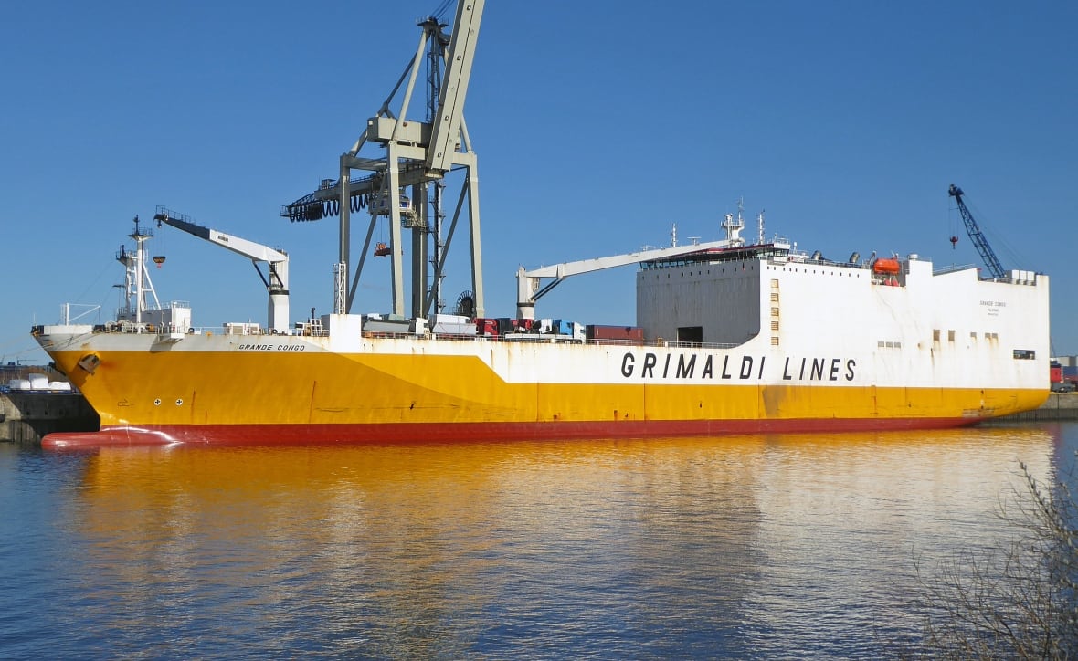 Stowaway Italian kitten finds forever home in N.S. after transatlantic voyage