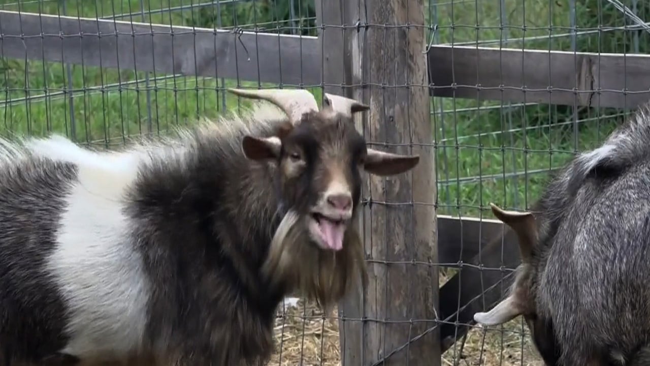WATCH | #TheMoment police were called over a screaming goat