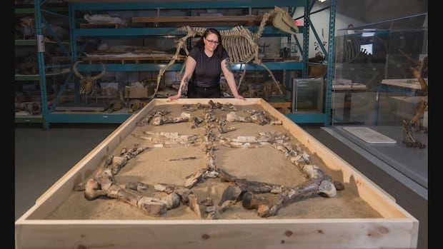 Arctic fossil is northern-most rhino species ever found