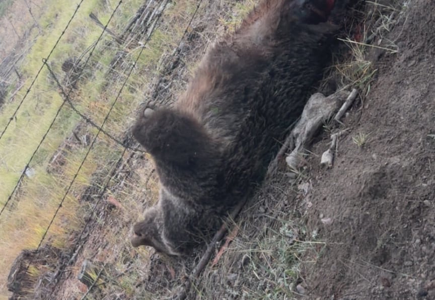 B.C. man saves himself from grizzly bear's jaws by drawing on boxing experience