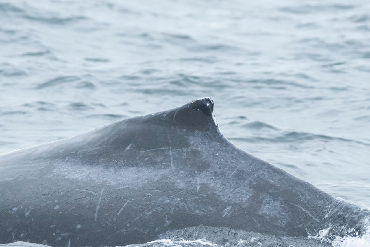 Calf with deep gash identified as humpback struck by ferry off Vancouver