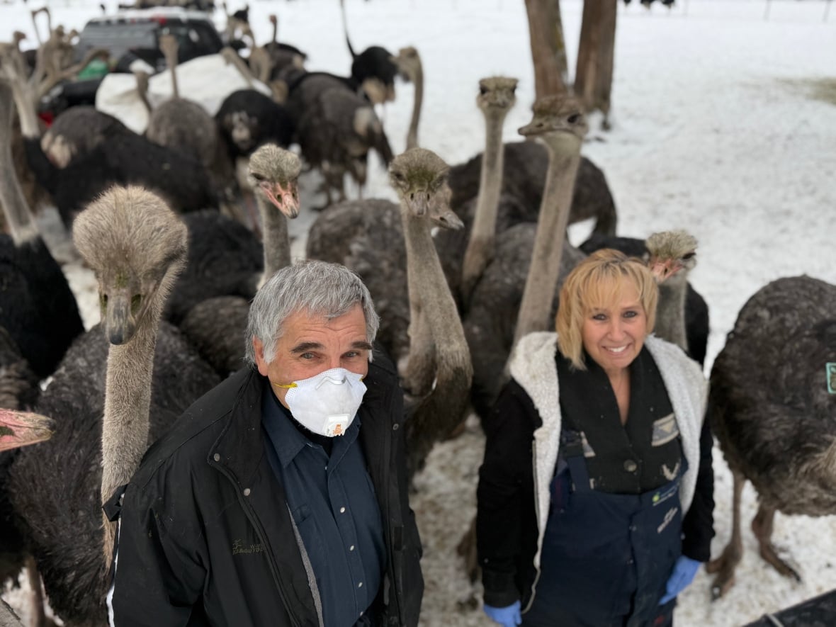 Creditors circle as cull controversy shines light on B.C. ostrich farmers' unpaid bills