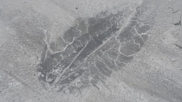 Father and son discover fossilized ichthyosaur skull in B.C.'s Kiskatinaw River valley
