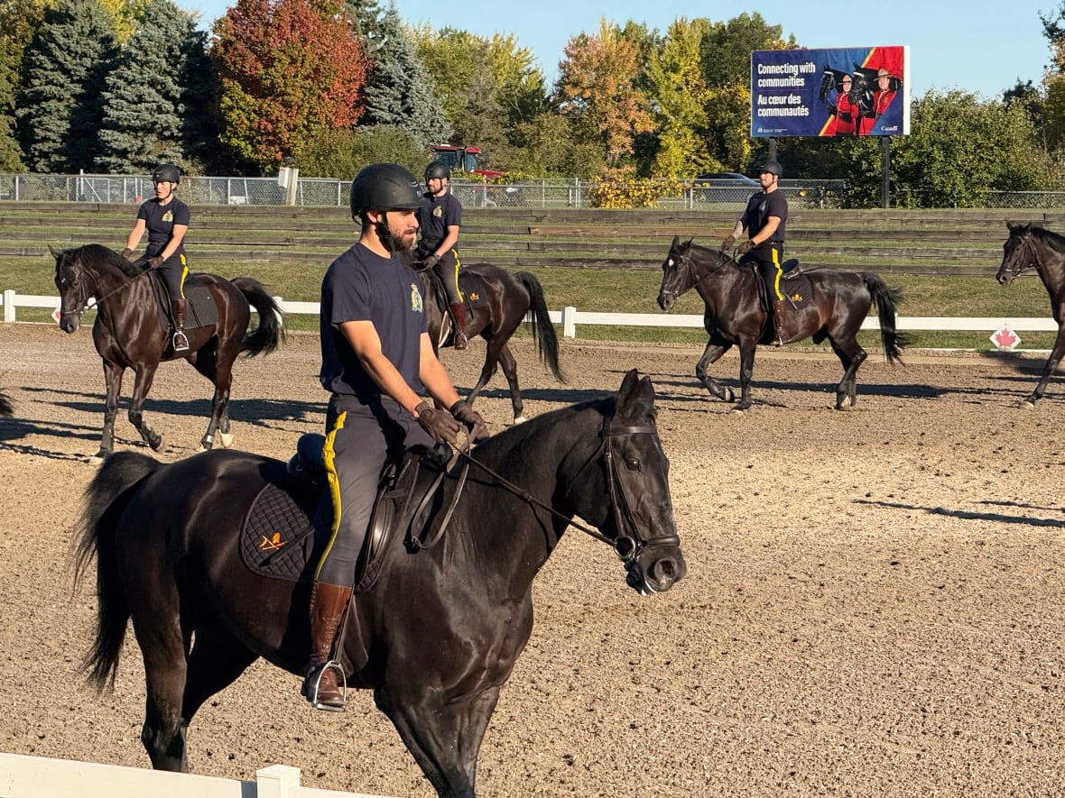 RCMP horse auction offers prized Hanoverians and semen for sale