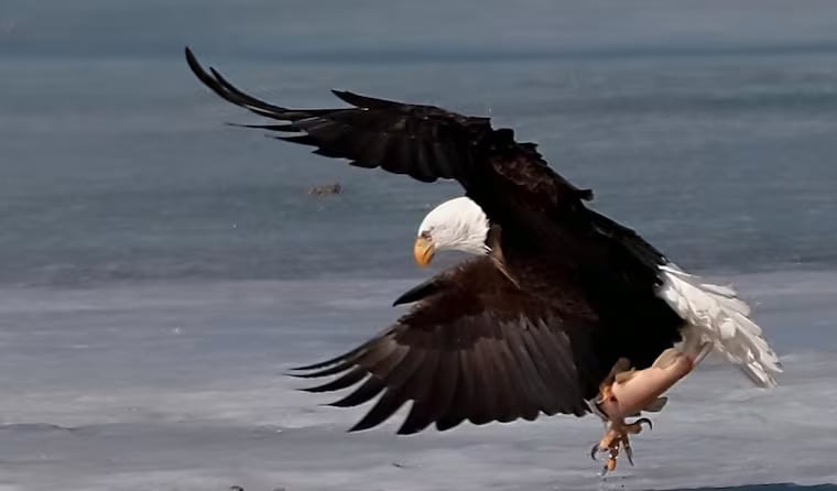 'Scared the heck out of me': Falling fish smashes Sask. woman's windshield