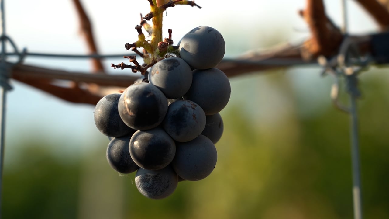An unhappy booze industry asks why alcohol was left out of interprovincial trade agreement