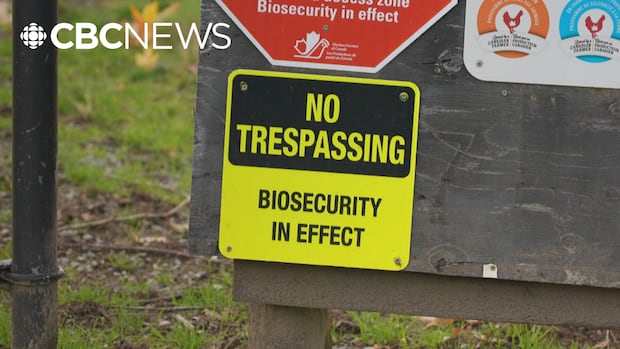Avian flu outbreak prompts 63,000 birds to be culled at southwestern Ontario poultry farms