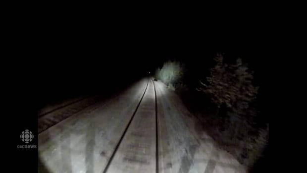 Hundreds of animals killed by trains on B.C. railways, documents reveal