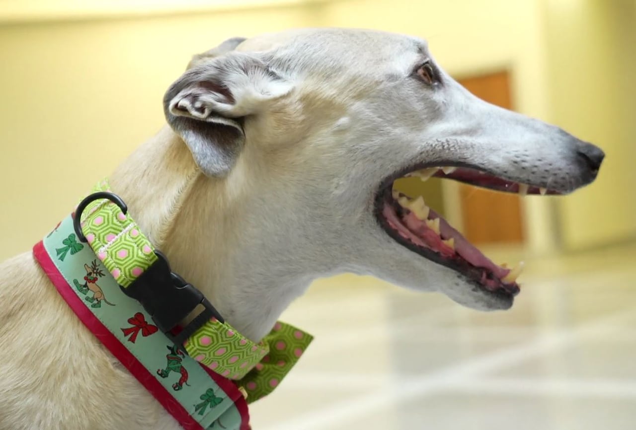 Courthouse canines help ease the tension, one tail wag at a time