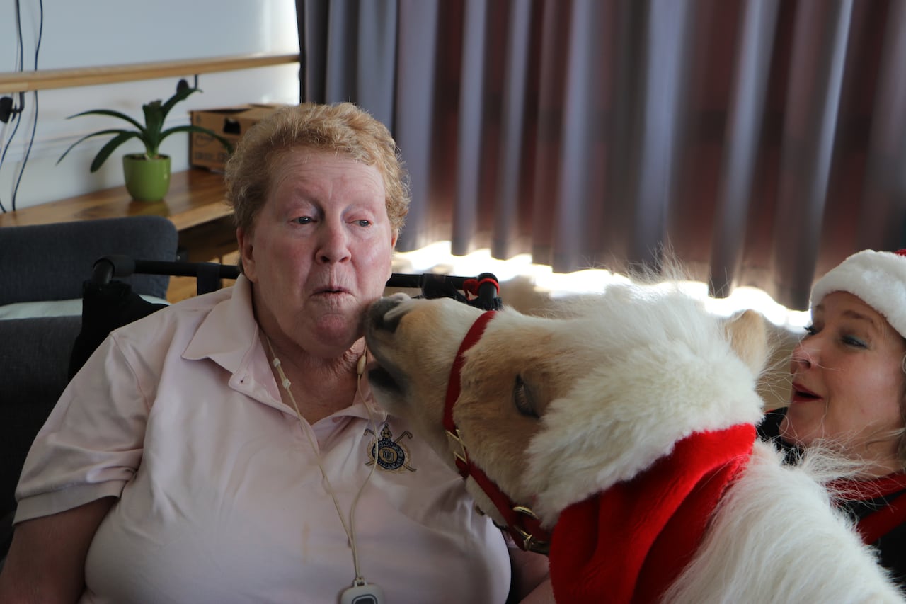 Meet Pascal, the therapy horse providing 'magical' experiences to Quebec care home residents