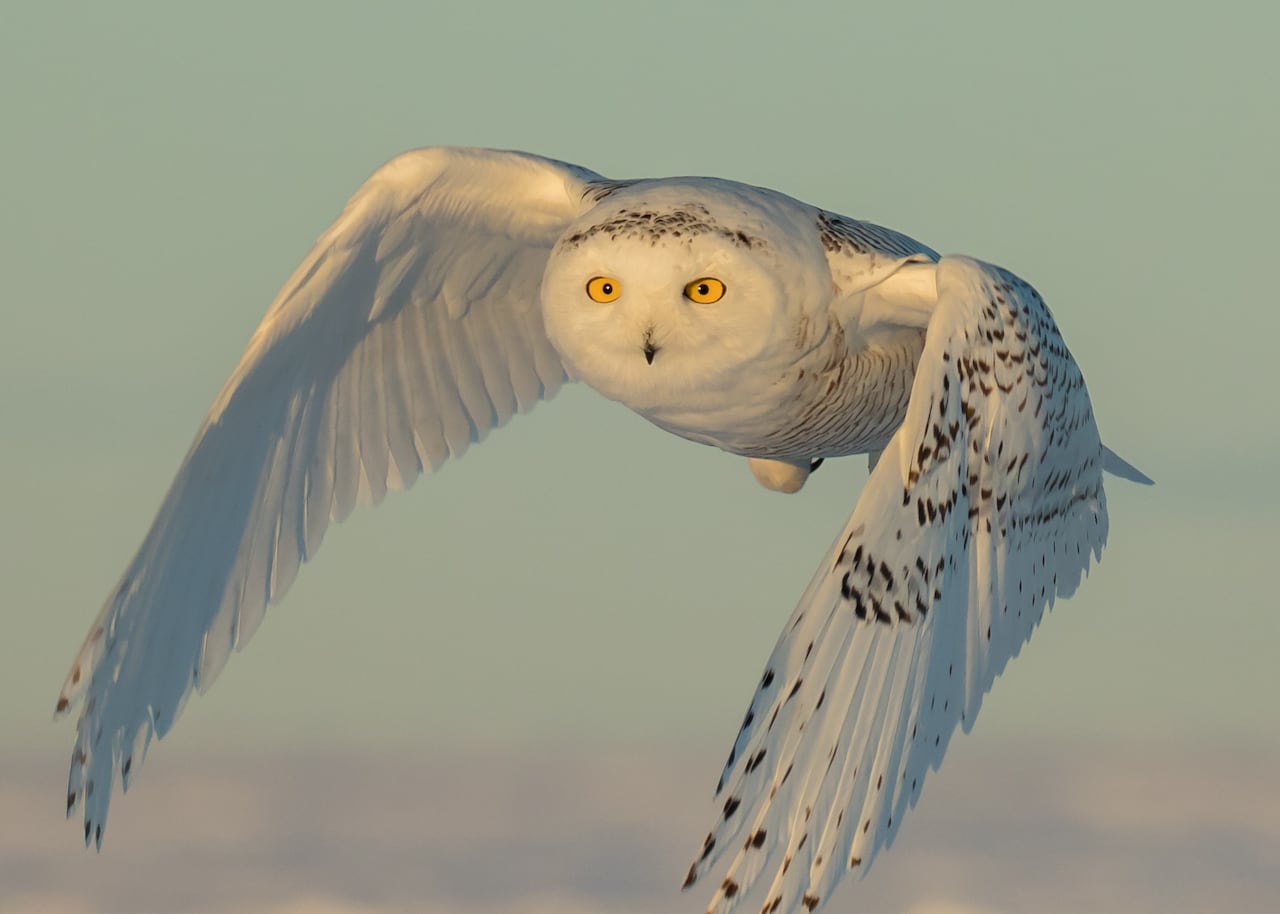 Want to see a snowy owl? This could be your winter