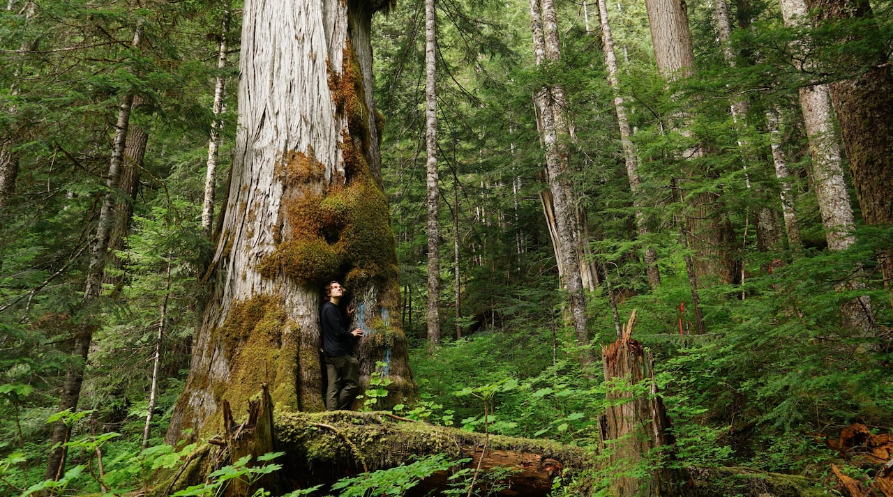 Why was 'incredible' giant cedar cut down, despite B.C.'s big-treeÂ protectionÂ law?