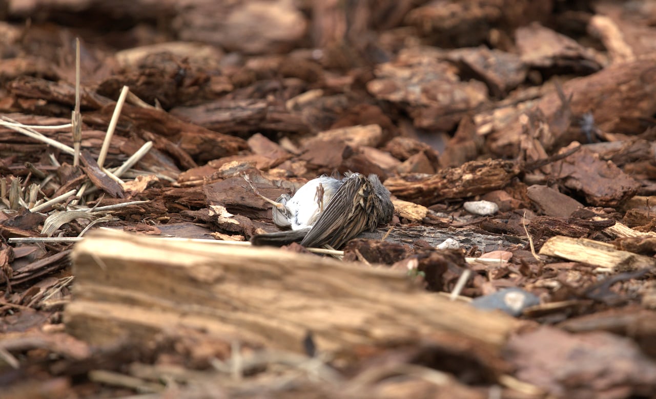 Winnipeg moves to scrap bird-friendly window bylaw developers argue is barrier to development