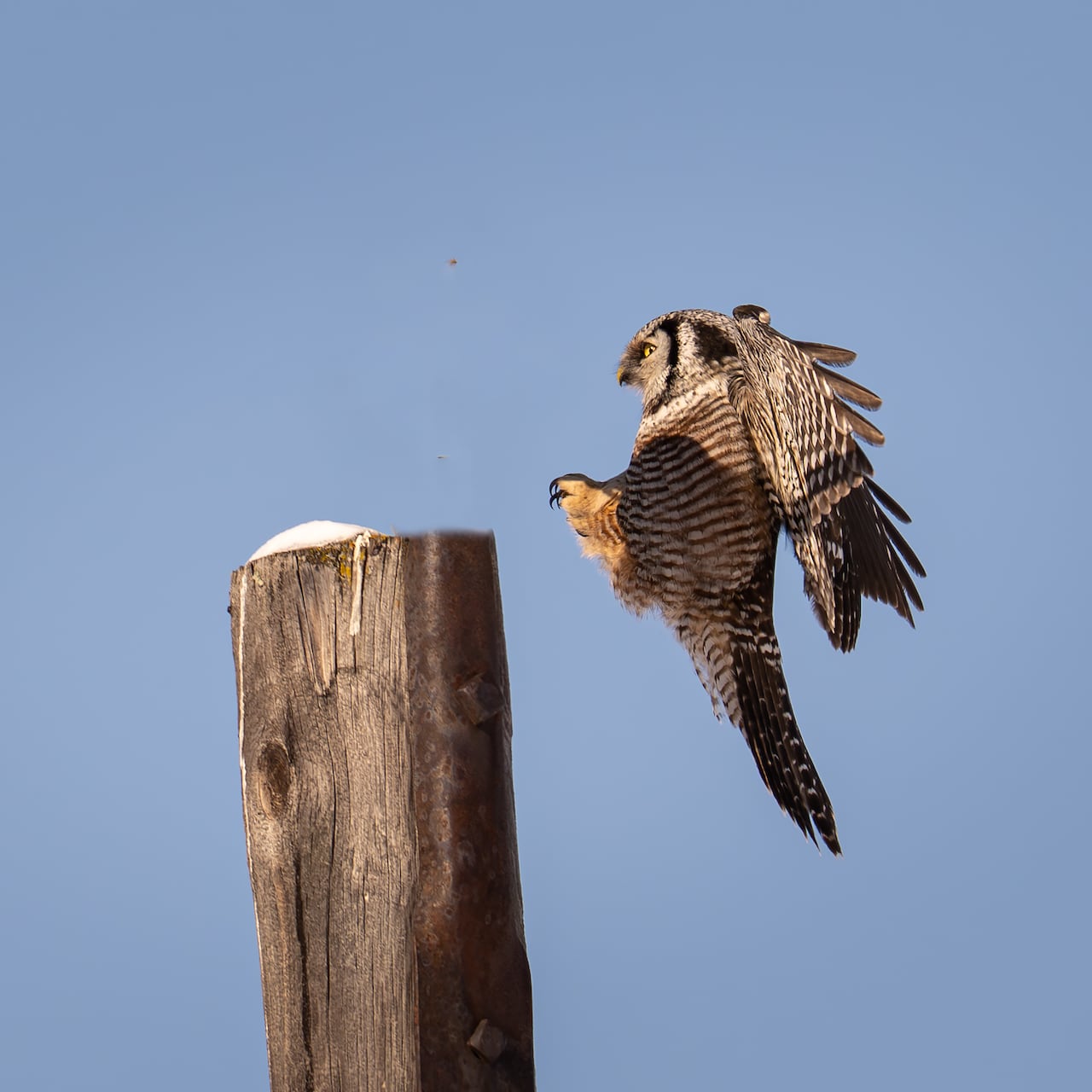 Forget white sand beaches. These snowbirds prefer to prowl for owls on the frozen Canadian prairie