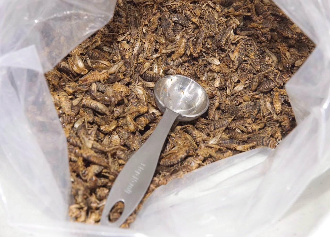 Ottawa's big bet on world's largest cricket farm ran into a simple problem: the 'yuck factor'