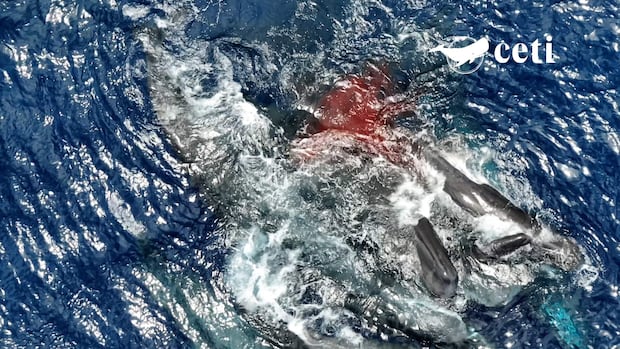 Scientists captured rare video of a sperm whale birth. What they learned from that remarkable moment