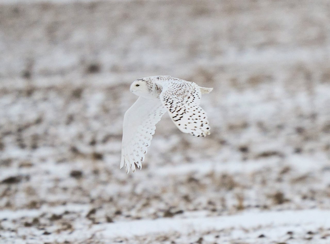 Snowy owls, giant otters, hammerhead sharks considered for greater protection at UN conference