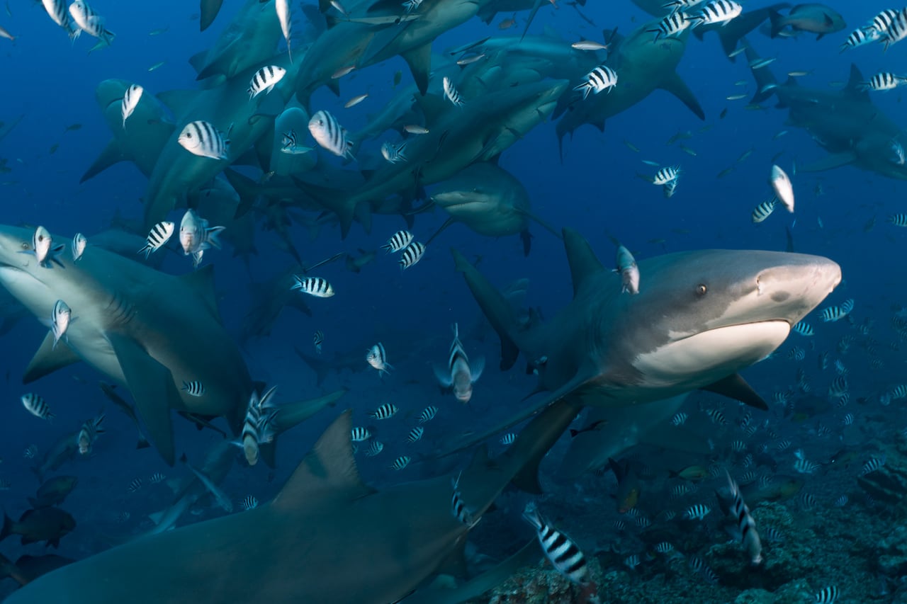 Turns out these sharks can make friends and have social lives, new study finds