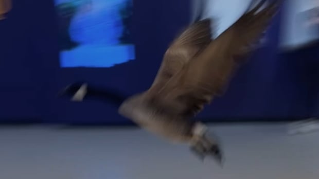 'Avoid the honk': Interactive map helps Waterloo students stay away from Canada geese