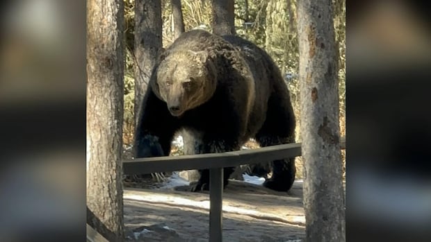 Rural municipalities call on Alberta government to open grizzly bear hunt