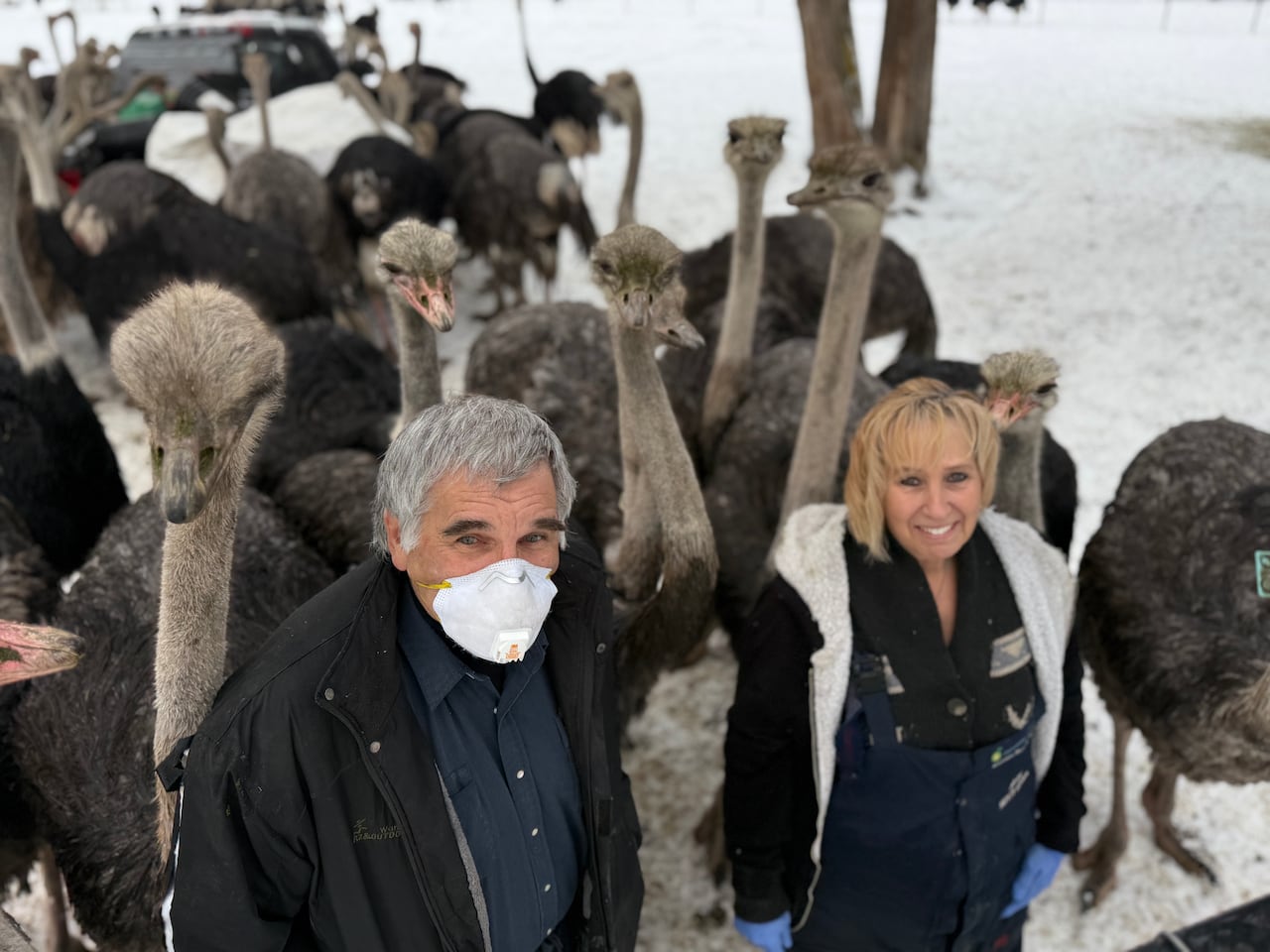 The ostrich con: Arguments to save birds from cull in B.C. were based on falsehoods, evidence shows