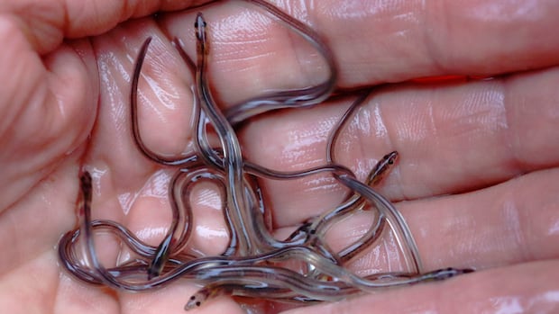 Why freshwater migratory fish need âsafe passageâ globally as numbers decline