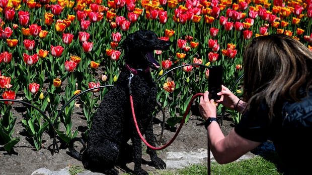 IN PHOTOS | A tulip showcase in Canada's capital