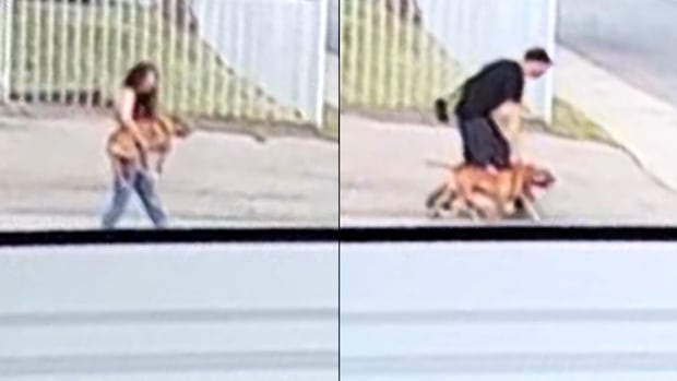 Regina man pleads guilty in pitbull attack that severely injured woman walking her dog