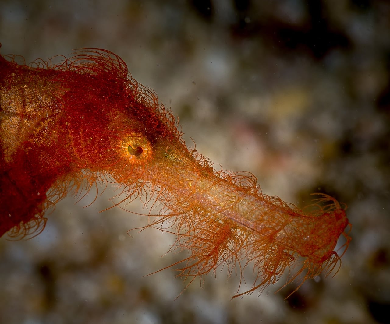 Snuffleupagus, a newly described species, is an adorable little predator