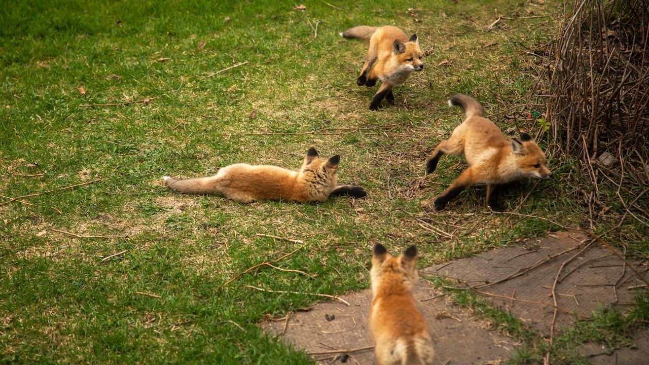 #TheMoment a family of foxes moved in under the porch