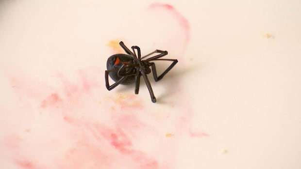 'Always wash your fruits': Calgary family finds black widow in grapes