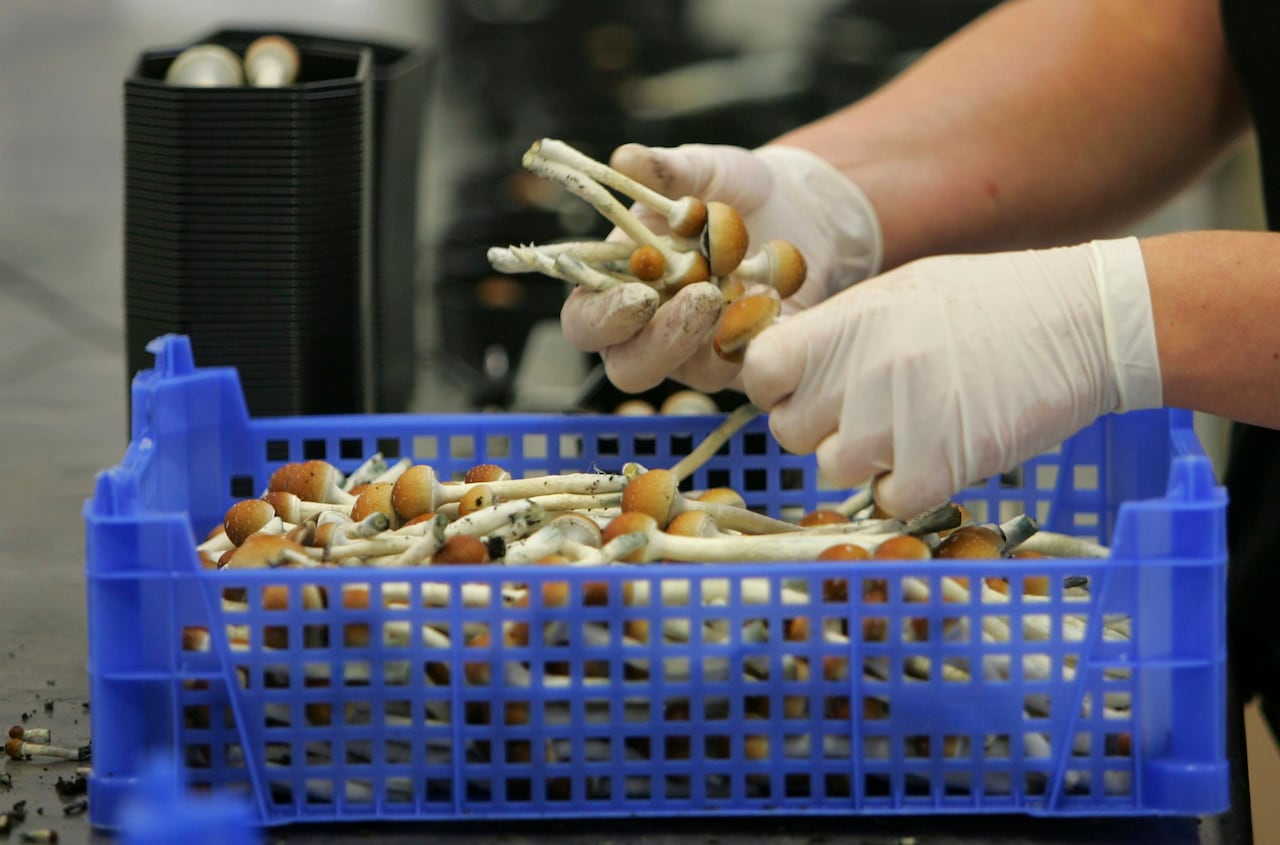 Conservatives pitch legalizing some psychedelics with bill to revamp Canada's drug laws