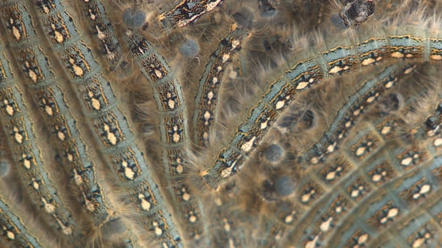 Forest tent caterpillars feast in Calgary as outbreak spikes population across Alberta