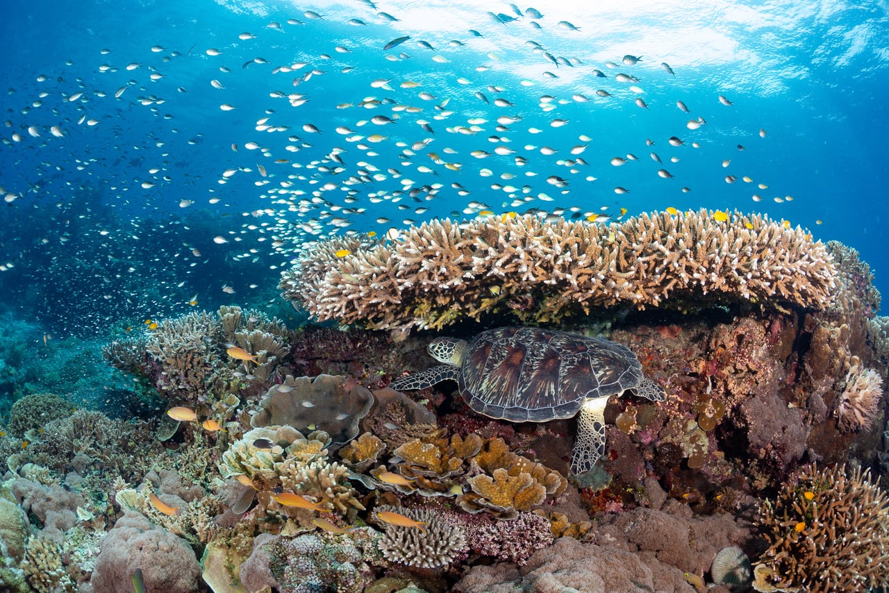 In good news for coral reefs, scientists identify where the toughest ones are