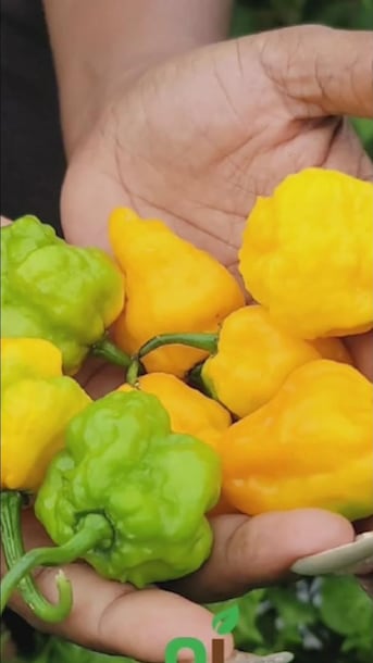 Jamaican Scotch bonnet prices soar amid shortage, putting the squeeze on hot sauce