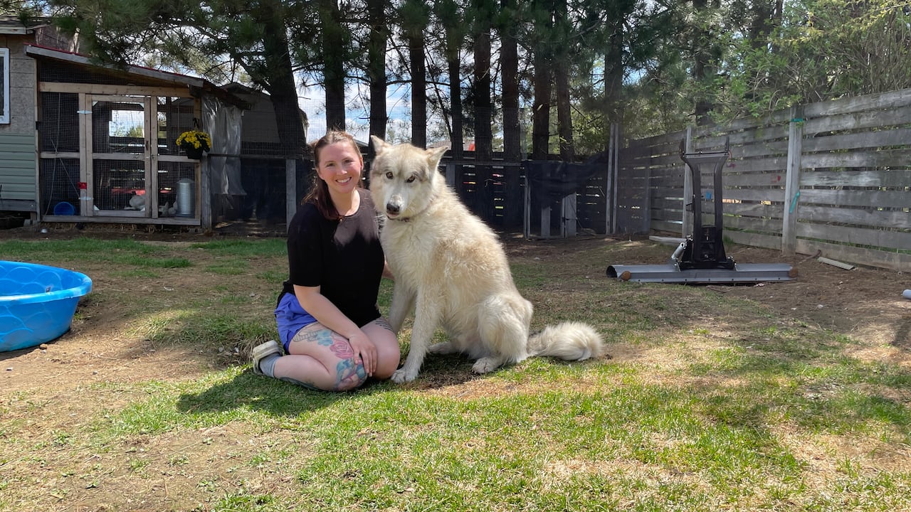 Ontario family fights to keep 'gentle giant' wolf-dog after seizure threat by province