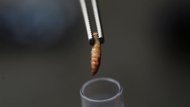 Screwworms won't wipe out Canadian cattle, but extra precautions urged