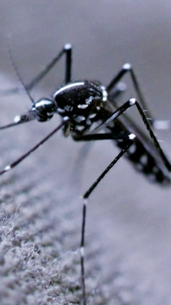 The world has a mosquito problem. Here's how scientists are trying to solve it