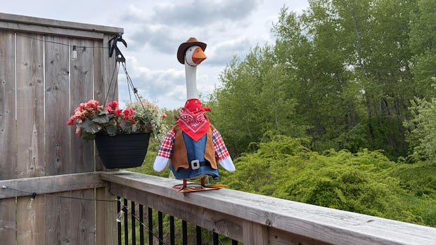 Why a gaggle of geese are migrating to Nova Scotian porches